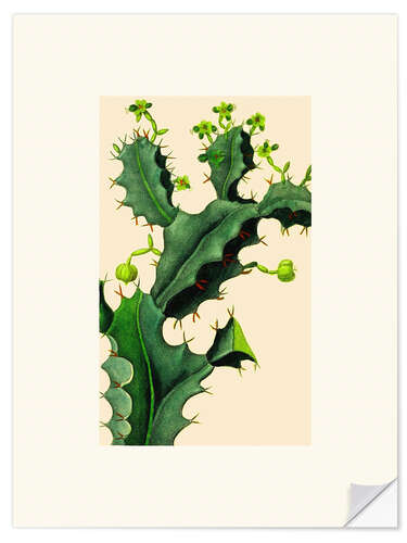 Wall sticker Vintage Cactus