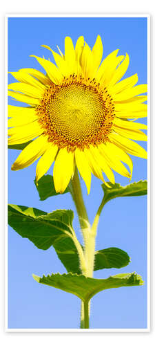 Türposter Sonnenblume und Himmelblau