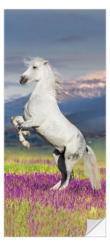 Door sticker Beautiful Horse on Wildflowers