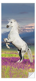 Door sticker Beautiful Horse on Wildflowers