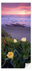 Door sticker Blooming Succulents on the Beach