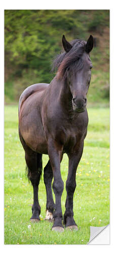 Door sticker Beautiful Horse in a Meadow