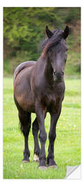 Deursticker Beautiful Horse in a Meadow