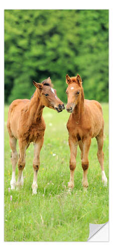 Door sticker Two Foals in the Countryside