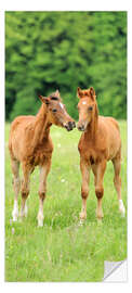 Door sticker Two Foals in the Countryside - Kidz Collection