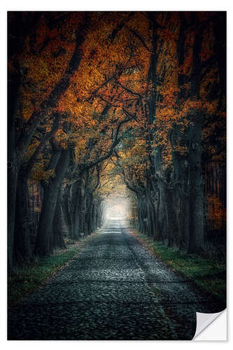 Naklejka na ścianę Autumn Avenue