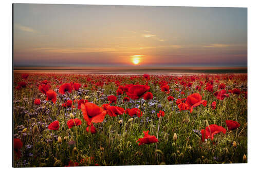 Aluminium print Poppies at Dusk