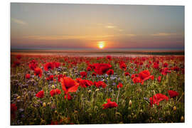 Foam board print Poppies at Dusk