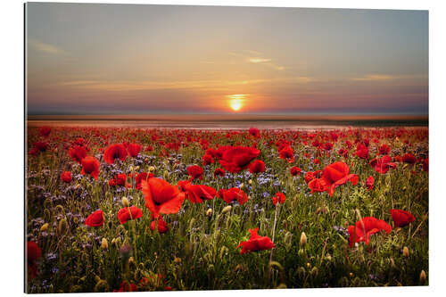 Tableau en plexi-alu Poppies at Dusk