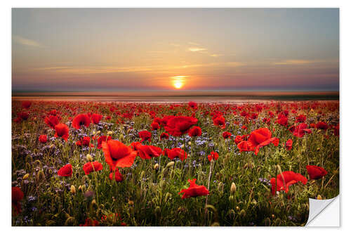 Selvklebende plakat Poppies at Dusk