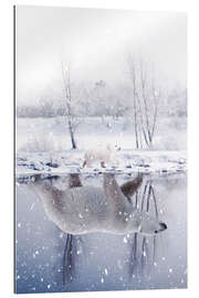 Gallery print Polar Bear in a Reflection of Water