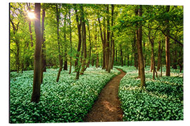 Aluminium print Forest With Wild Garlic