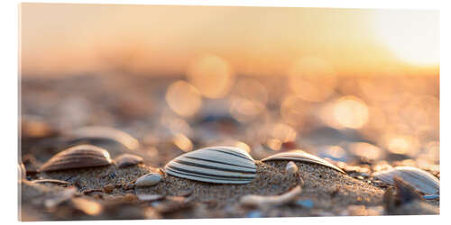 Acrylic print Shells on the beach