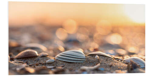 Tableau en PVC Shells on the beach