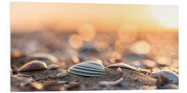 Foam board print Shells on the beach