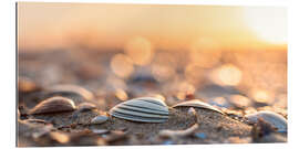 Cuadro de plexi-alu Shells on the beach