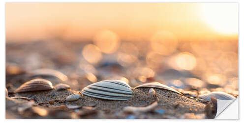 Muursticker Shells on the beach