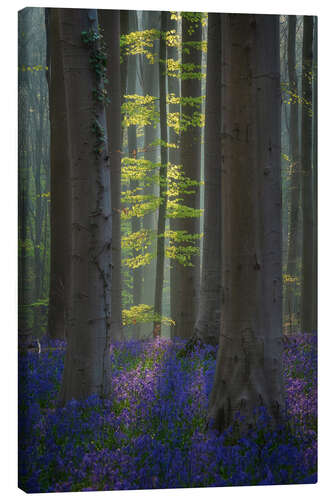 Lerretsbilde Forest with Blooming Bluebells