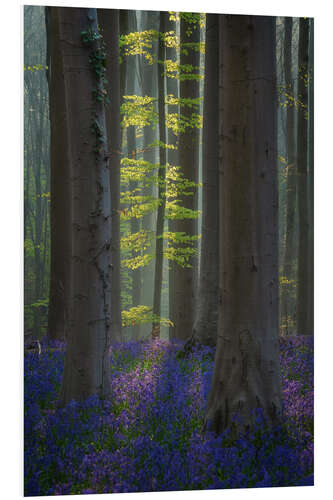 Bilde på skumplate Forest with Blooming Bluebells