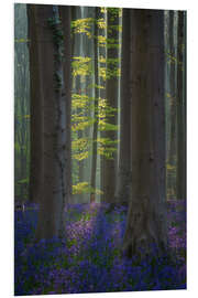 Bilde på skumplate Forest with Blooming Bluebells