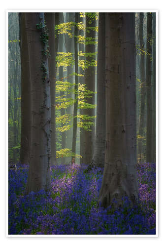 Plakat Forest with Blooming Bluebells