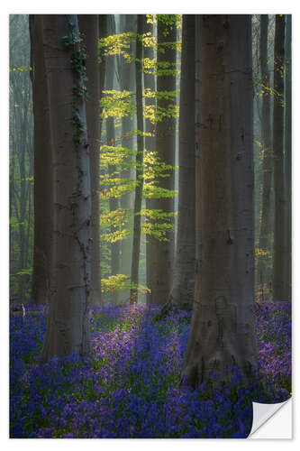 Wall sticker Forest with Blooming Bluebells