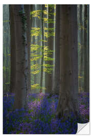 Selvklebende plakat Forest with Blooming Bluebells