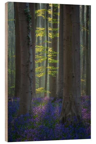 Wood print Forest with Blooming Bluebells