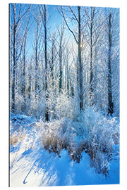 Gallery print Frosty Winter Forest