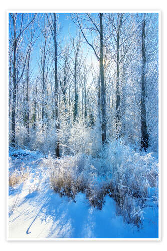 Poster Frosty Winter Forest