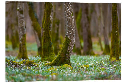 Acrylic print Spring Forest With Marigold