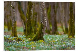 Aluminiumsbilde Spring Forest With Marigold