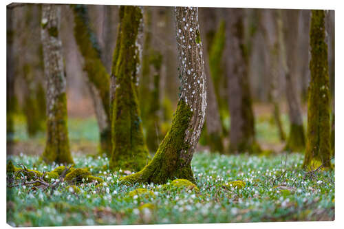 Canvas print Spring Forest With Marigold