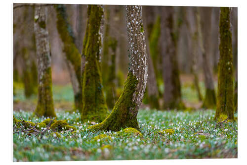 Foam board print Spring Forest With Marigold