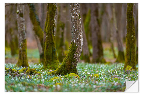 Naklejka na ścianę Spring Forest With Marigold