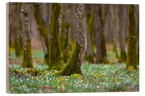 Obraz na drewnie Spring Forest With Marigold