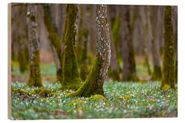 Stampa su legno Spring Forest With Marigold