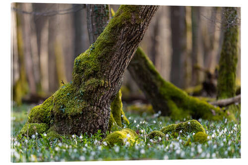 Acrylic print Marigolds in the Spring Forest