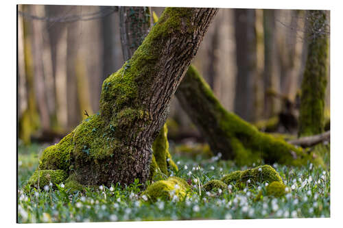 Aluminiumsbilde Marigolds in the Spring Forest