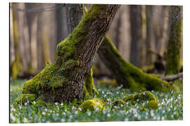 Aluminiumtavla Marigolds in the Spring Forest