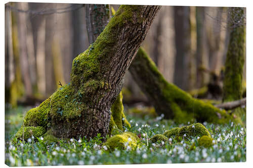 Canvas print Marigolds in the Spring Forest