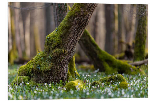 Foam board print Marigolds in the Spring Forest