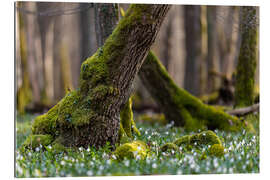 Gallery Print Märzenbecher im Frühlingswald