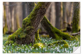 Vinilo para la pared Marigolds in the Spring Forest