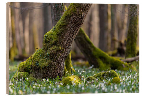 Stampa su legno Marigolds in the Spring Forest