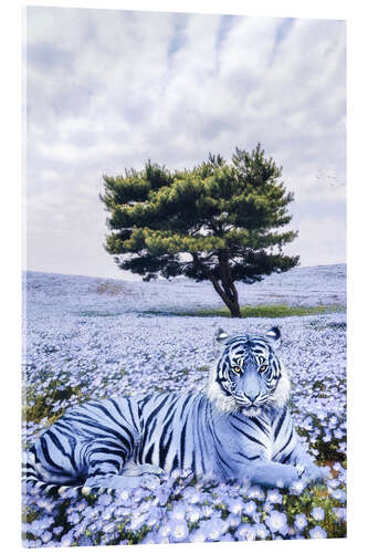 Acrylic print Purple Tiger
