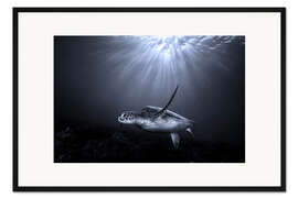 Gerahmter Kunstdruck Schildkröte unter Sonnenstrahlen