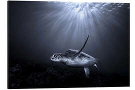 Cuadro de plexi-alu Turtle and Rays of Light