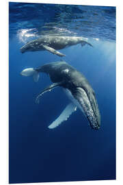 Foam board print Humpback Whales