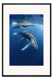 Gerahmter Kunstdruck Buckelwale